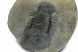 Flying Paralejurus Trilobite - Orange Eye Preservation! #359238-5